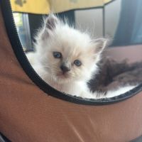 Vends jolis chatons sacré de birmanie #1
