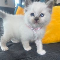 Vends jolis chatons sacré de birmanie #2