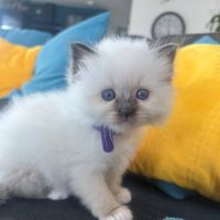 Vends jolis chatons sacré de birmanie #3