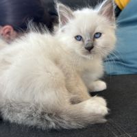 Vends jolis chatons sacré de birmanie