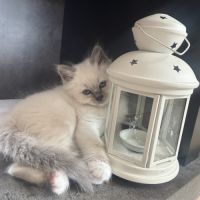 Vends jolis chatons sacré de birmanie #5