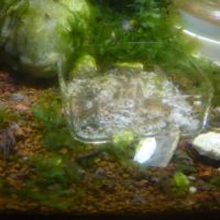 Caridina pareparensis parvidentata (malawa)