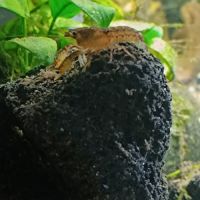 Cambarellus diminutus