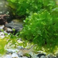 Cambarellus diminutus #2