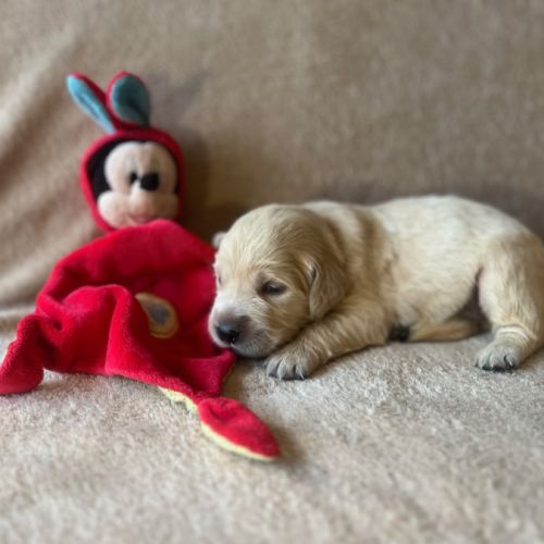 Chiots golden retriever très grandes origines #0