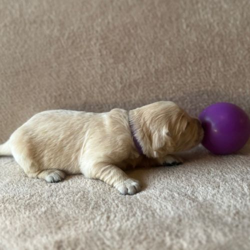 Chiots golden retriever très grandes origines #3