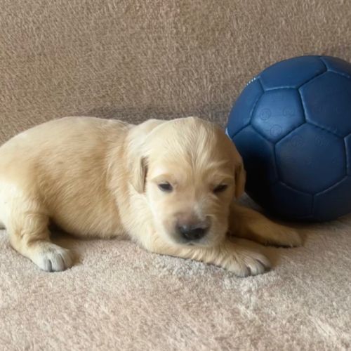 Chiots golden retriever très grandes origines #4