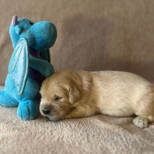 Chiots golden retriever très grandes origines #5