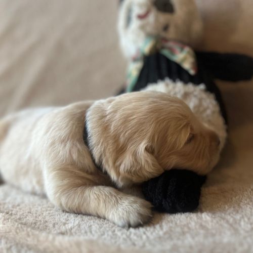 Chiots golden retriever très grandes origines #6