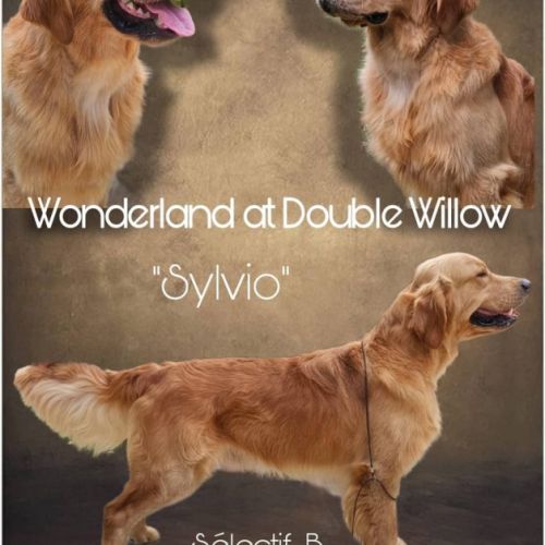 Chiots golden retriever très grandes origines #7