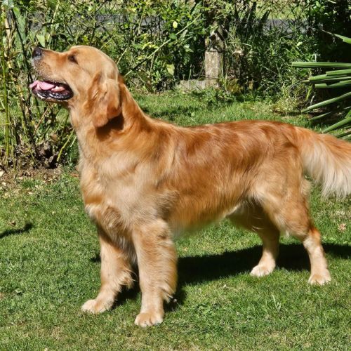 Chiots golden retriever très grandes origines #8