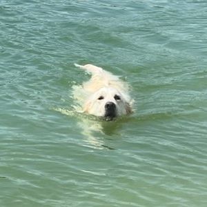 Chiots golden retriever très grandes origines #9