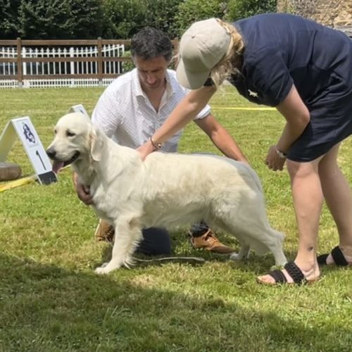 Chiots golden retriever très grandes origines #10