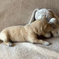 Chiots golden retriever très grandes origines #1