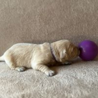 Chiots golden retriever très grandes origines #3