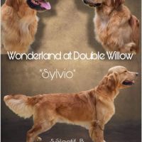 Chiots golden retriever très grandes origines #7