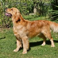 Chiots golden retriever très grandes origines #8