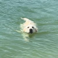 Chiots golden retriever très grandes origines #9