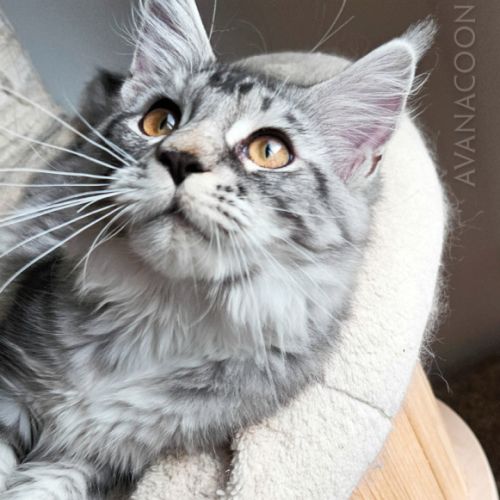 Adorable chaton maine coon loof très prometteuse