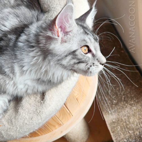 Adorable chaton maine coon loof très prometteuse #2