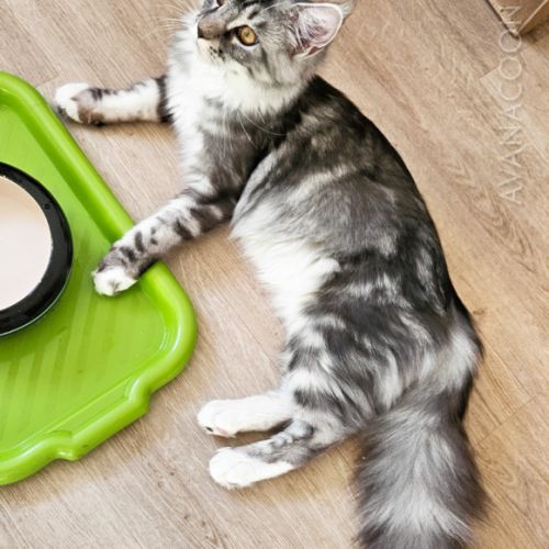 Adorable chaton maine coon loof très prometteuse #3