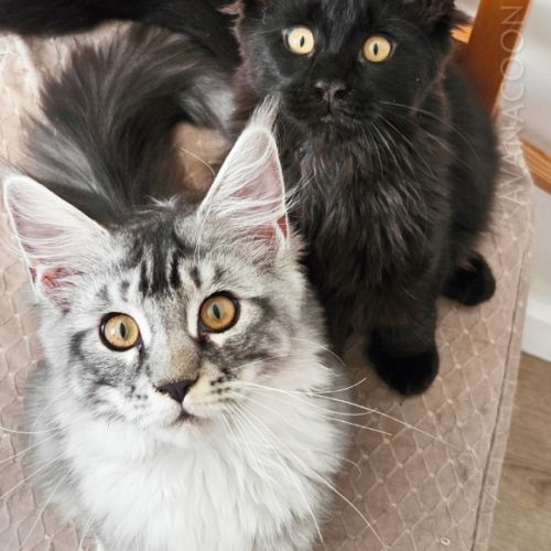 Adorable chaton maine coon loof très prometteuse #5