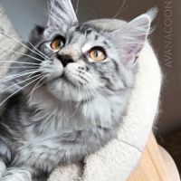 Adorable chaton maine coon loof très prometteuse
