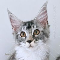 Adorable chaton maine coon loof très prometteuse #6