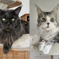 Adorable chaton maine coon loof très prometteuse #7