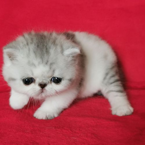 Exotic shorthair #2