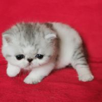 Exotic shorthair #2