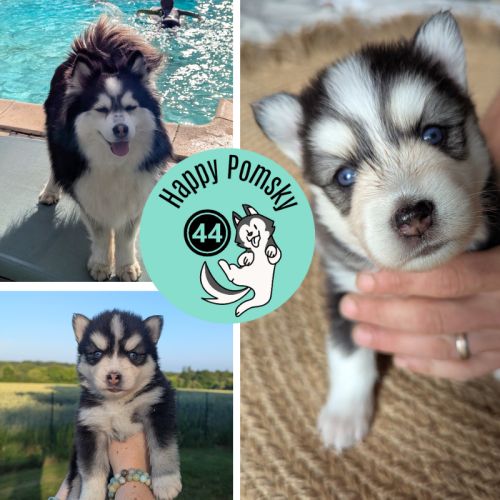 A réserver, 2 chiots pomsky f4 mâles