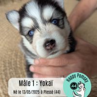 A réserver, 2 chiots pomsky f4 mâles #2