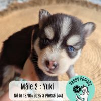 A réserver, 2 chiots pomsky f4 mâles #3
