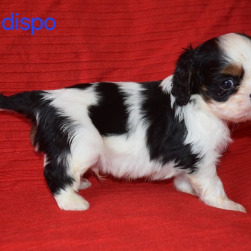 Magnifiques chiots cavalier king charles lof #2