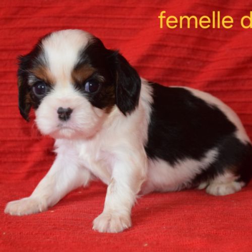 Magnifiques chiots cavalier king charles lof #6