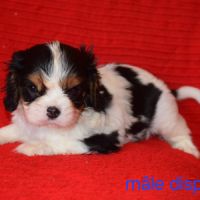Magnifiques chiots cavalier king charles lof #1