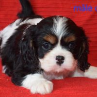 Magnifiques chiots cavalier king charles lof #3