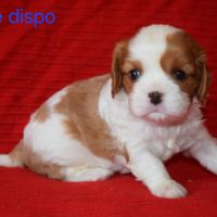 Magnifiques chiots cavalier king charles lof #0