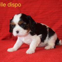 Magnifiques chiots cavalier king charles lof #5