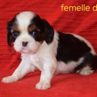 Magnifiques chiots cavalier king charles lof #6