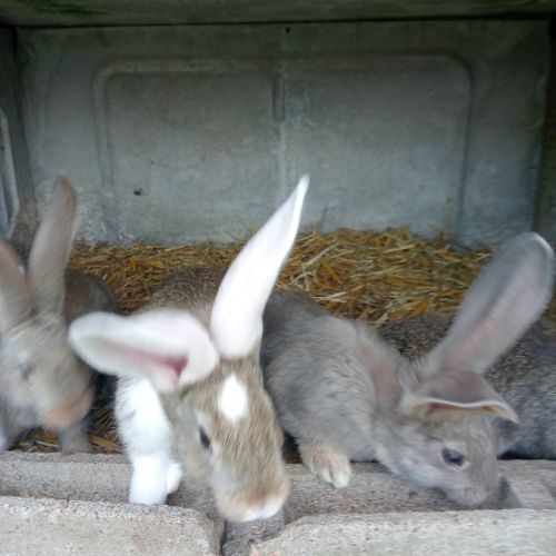 Jeune lapin géant des flandres #2