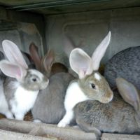 Jeune lapin géant des flandres