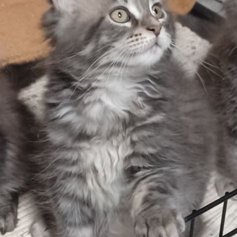 Maine coon loof label or #0