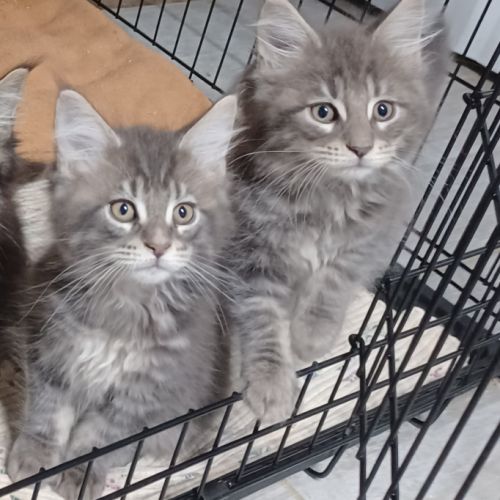 Maine coon loof label or #2