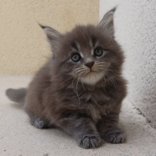 Maine coon loof label or #3