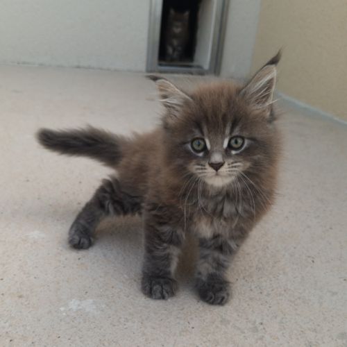 Maine coon loof label or #4