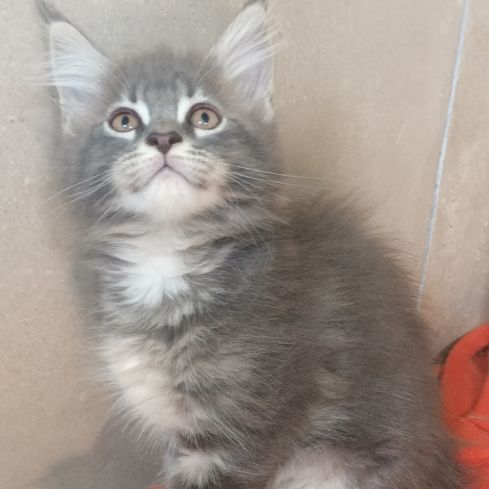 Maine coon loof label or #5