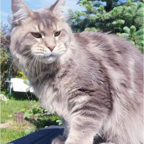 Maine coon loof label or #7