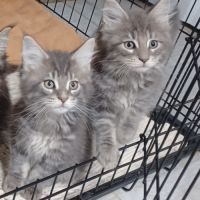 Maine coon loof label or #2